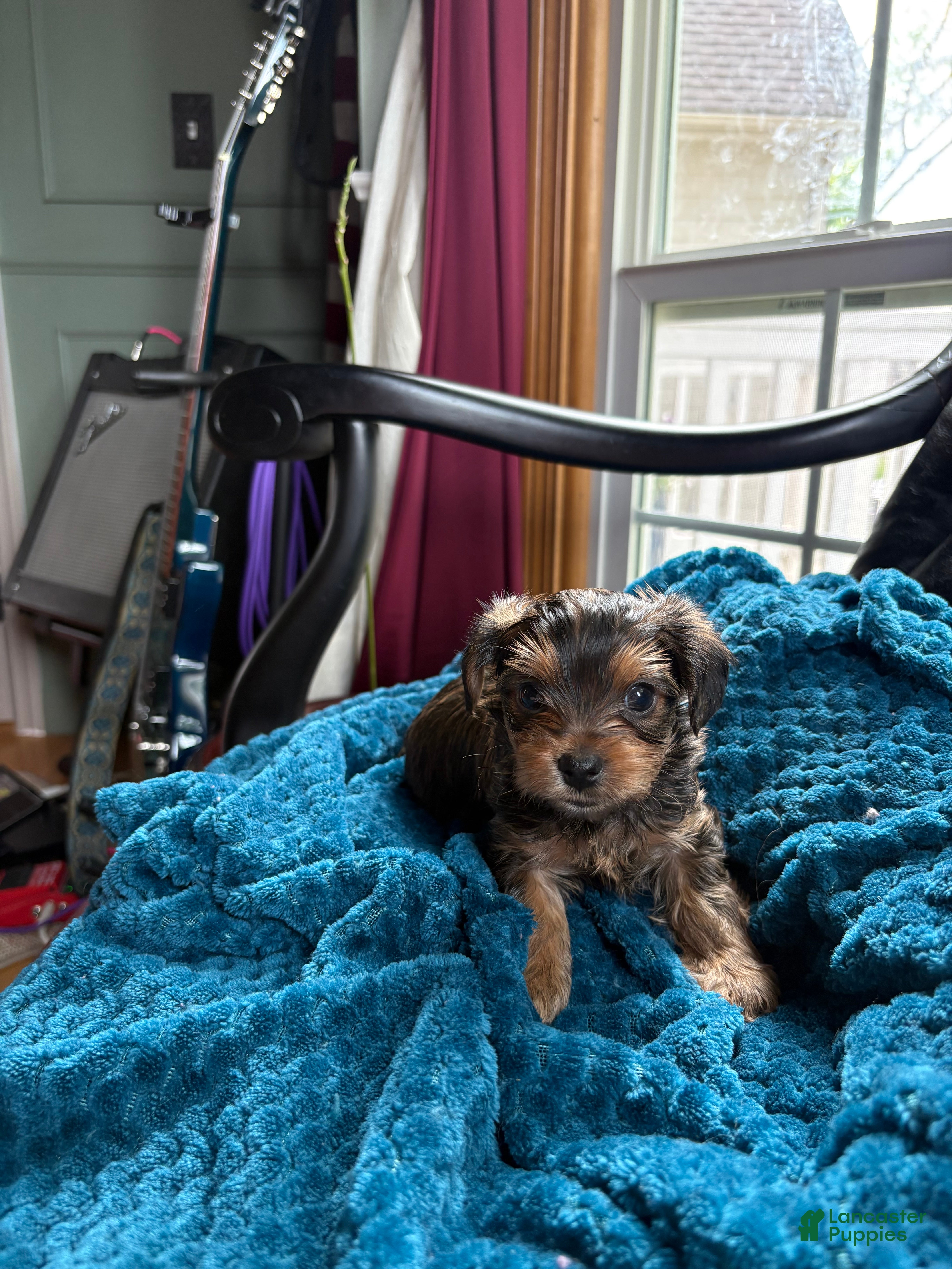 Yorkshire Terrier dogs for sale: Yorkshire Terrier Puppy 1 - Ad 5