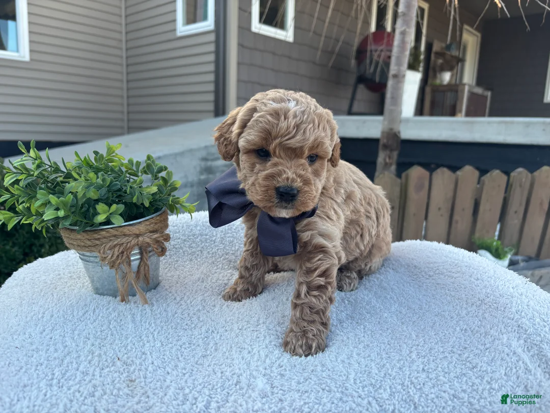 Mini Goldendoodle dogs for sale: Louis - Ad 1