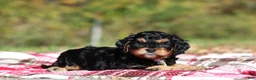 Cavapoo dogs for sale: Dax - Ad 2