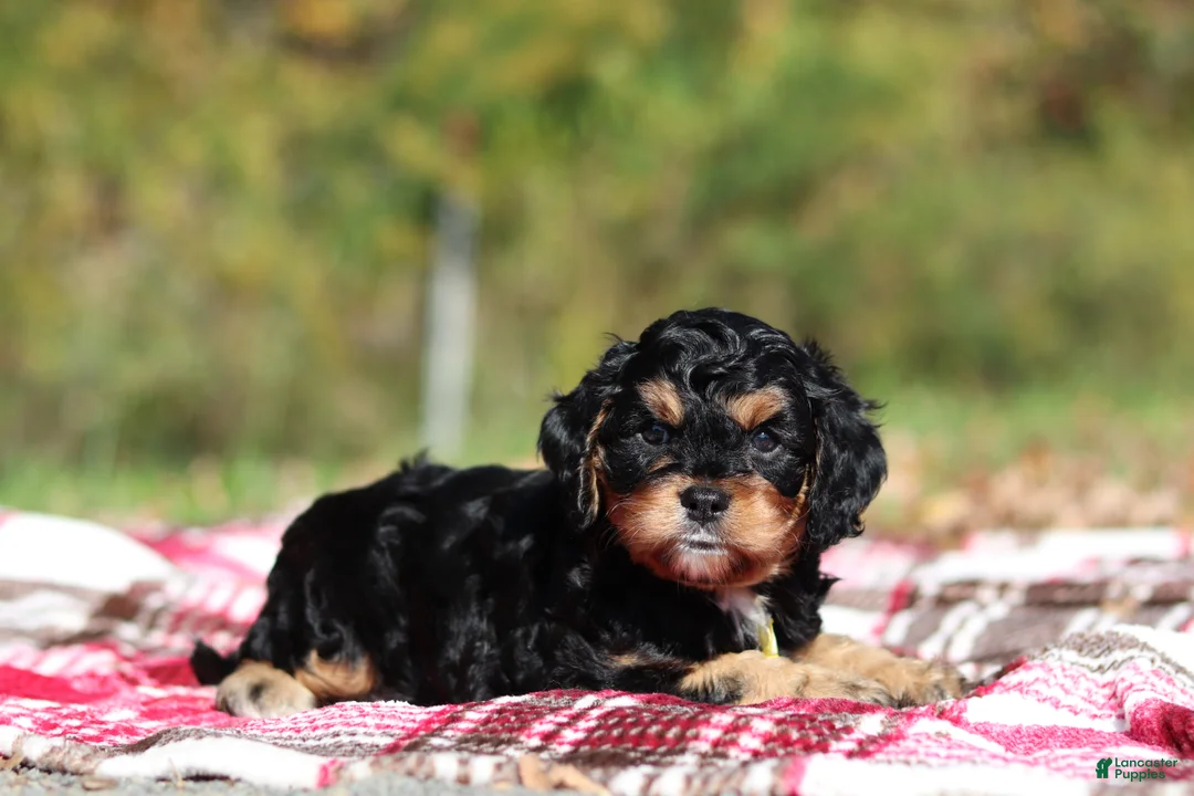 Cavapoo dogs for sale: Dax - Ad 2