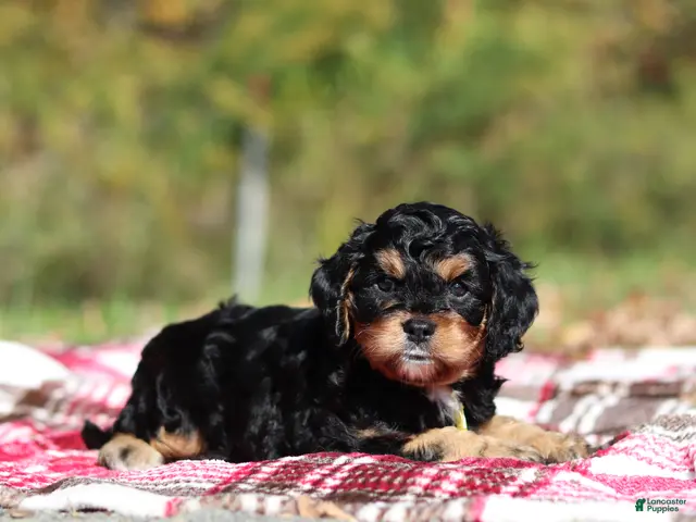 Cavapoo dogs for sale: Dax - Ad 2