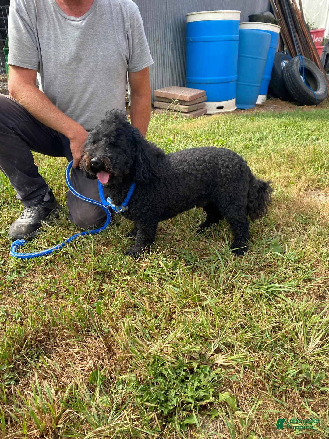 Bernedoodle dogs for sale: Maverick  - Ad 6