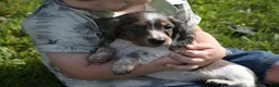 Miniature Dachshund dogs for sale: Molly - Ad 3