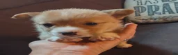 Welsh Corgi Pembroke dogs for sale: Gray collar  - Ad 4