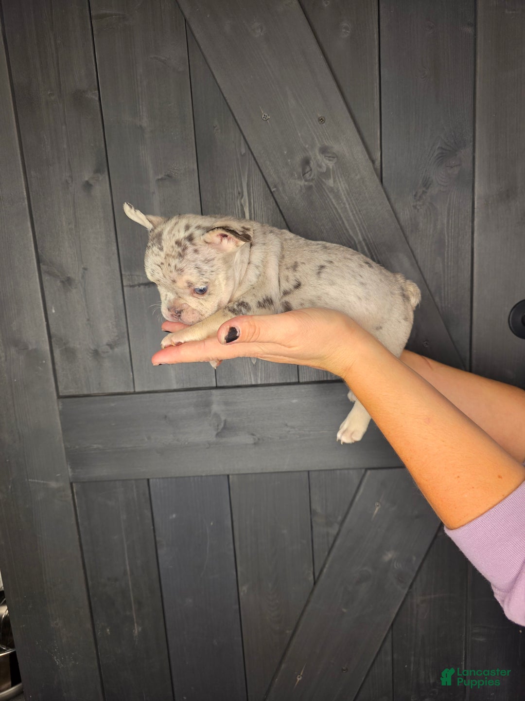 French Bulldog dogs for sale: French Bulldog Puppy 2 - Ad 6