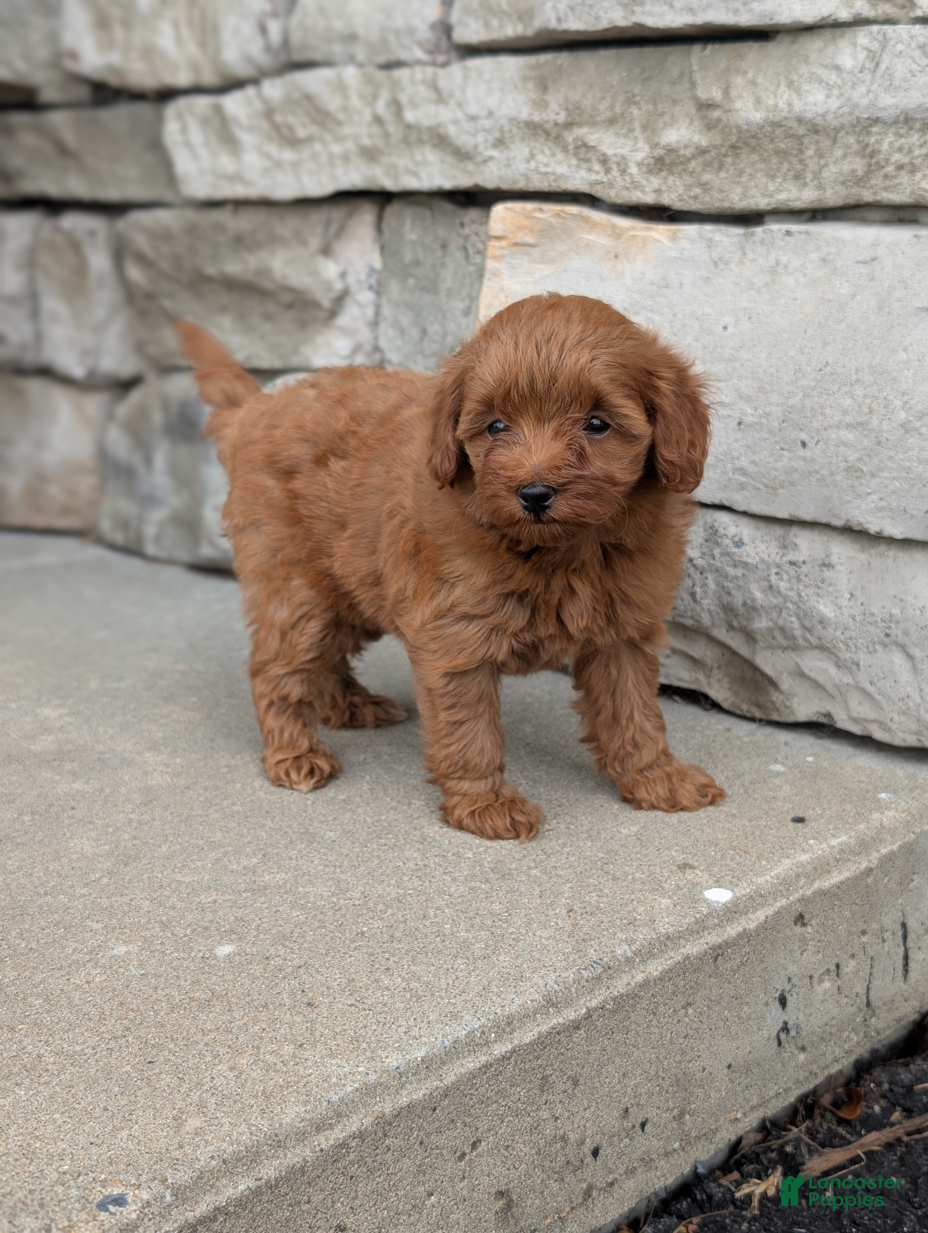 Mini Goldendoodle dogs Pixie - Ad 2