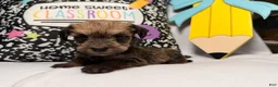Mixed Breed dogs for sale: Binkles  - Ad 7