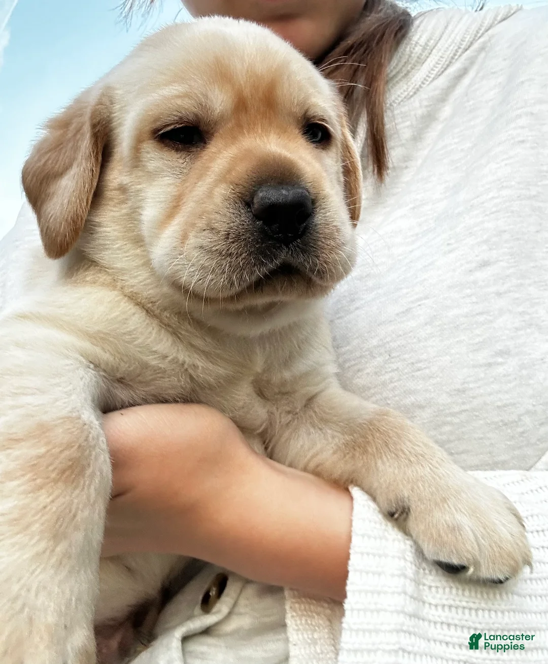 Labrador Retriever dogs for sale: Pepper - Ad 2