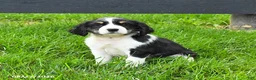 English Springer Spaniel dogs for sale: Blessing - Ad 4