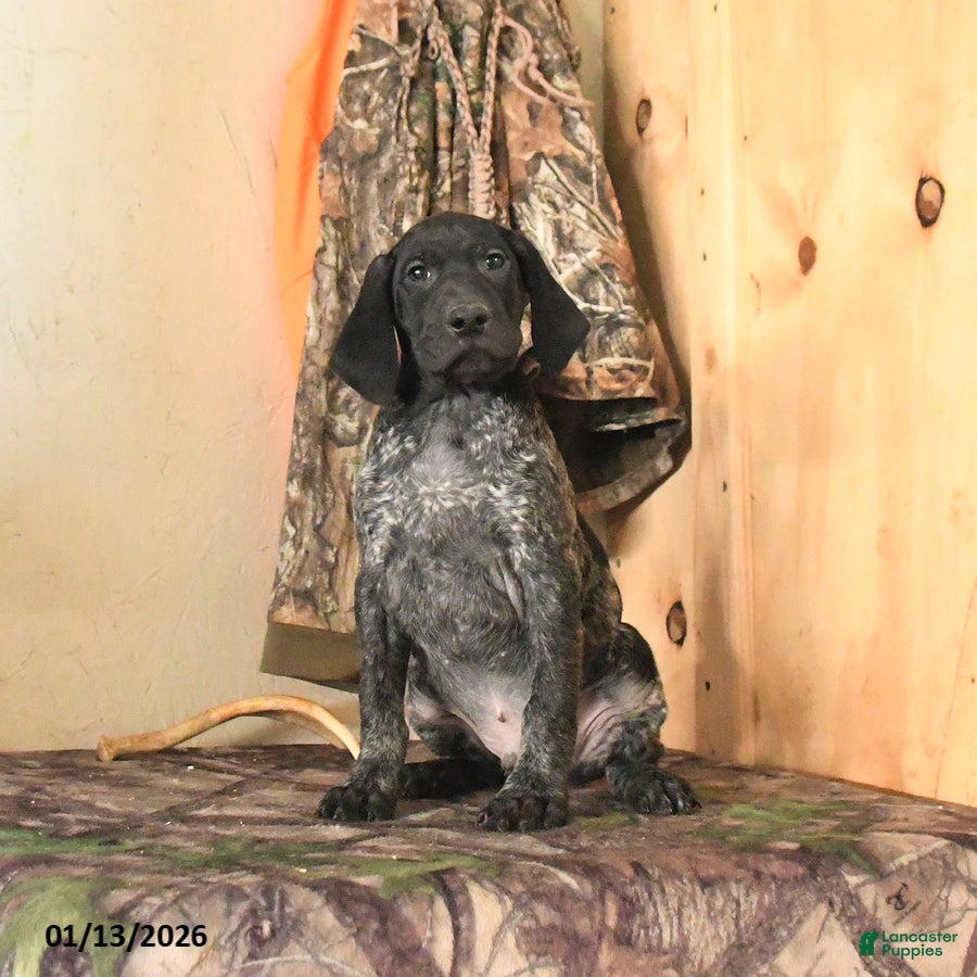 German Shorthaired Pointer dogs Hawk - Ad 7