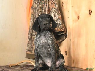German Shorthaired Pointer dogs Hawk - Ad 7