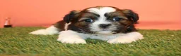 Shih Tzu dogs for sale: Shih Tzu litter of 4 puppies - Ad 3