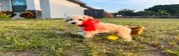 Maltipoo dogs for sale: Peanut - Ad 2