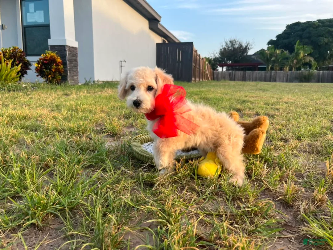 Maltipoo dogs for sale: Peanut - Ad 2