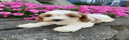 Mixed Breed dogs for sale: Ruby - Ad 10