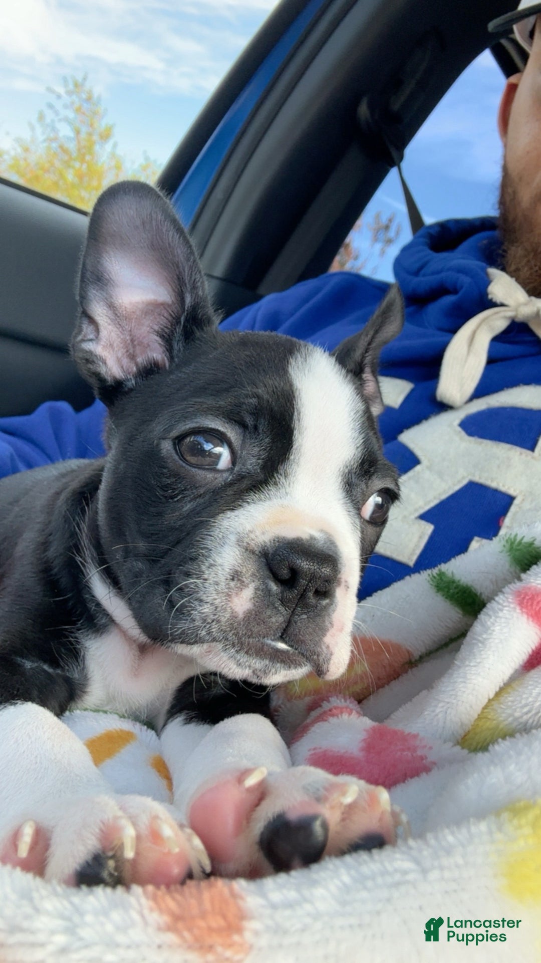 Boston Terrier dogs for sale: TY - Ad 4