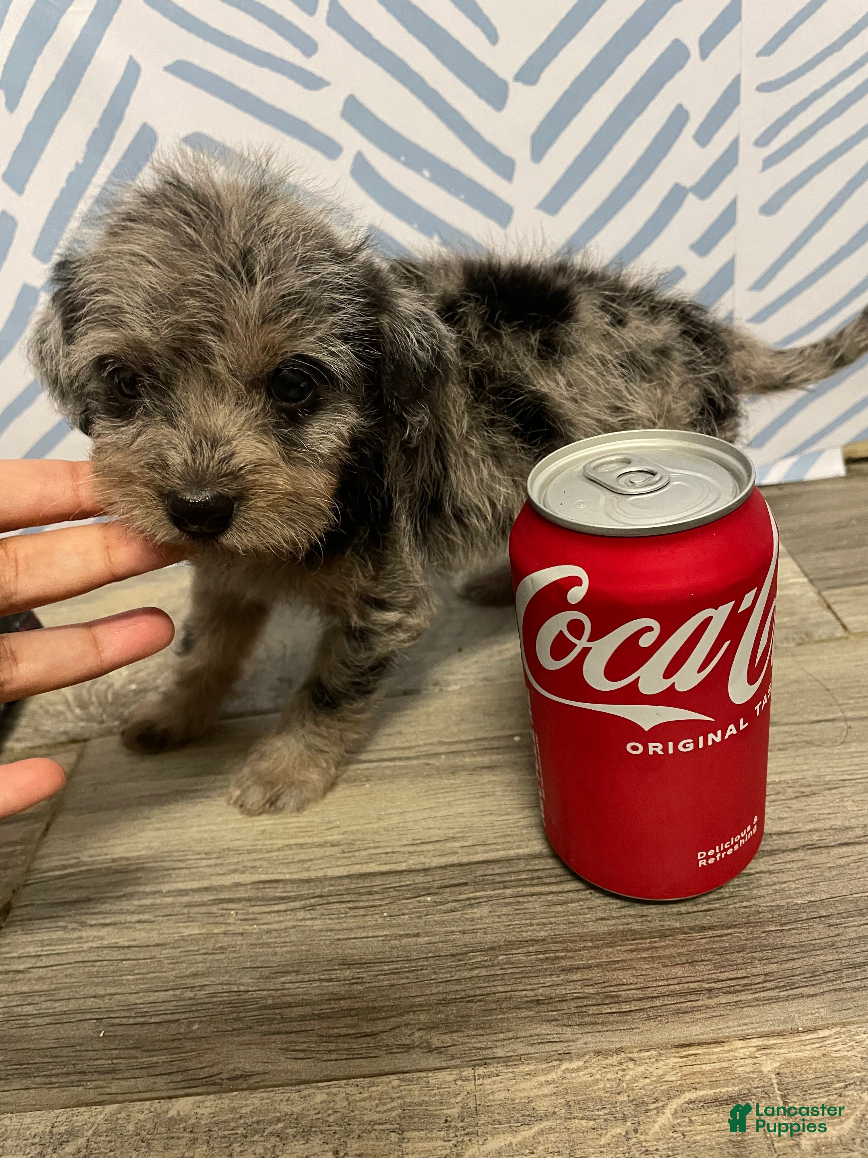 Chorkie dogs Chorkie Puppy 1 - Ad 4