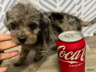 Chorkie dogs Chorkie Puppy 1 - Ad 4