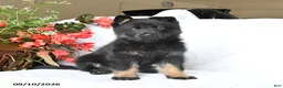 German Shepherd dogs for sale: Magnum - Ad 5