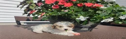 Miniature Poodle dogs for sale: Crystal - Ad 4