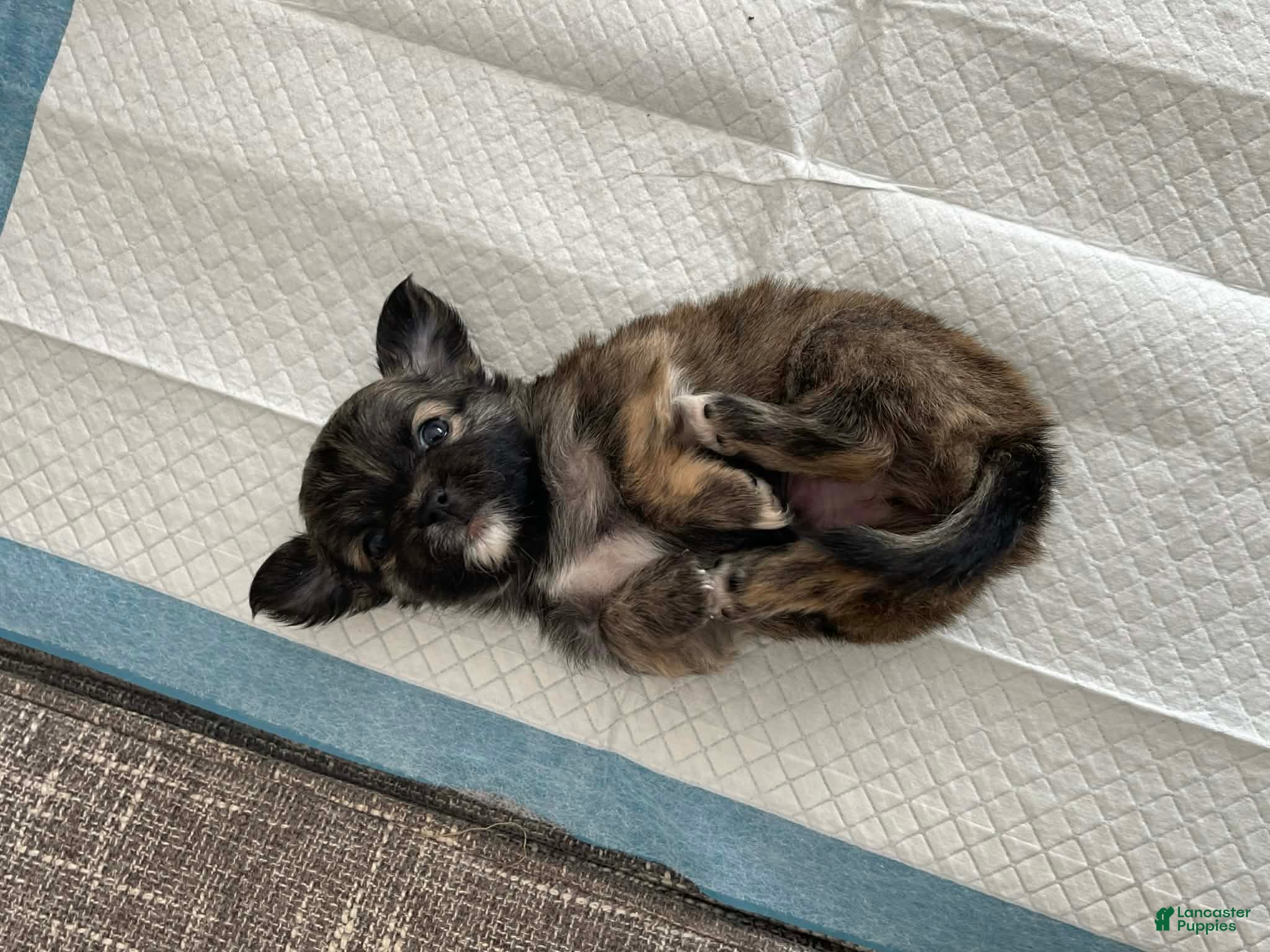 Chihuahua dogs Perry - Ad 31