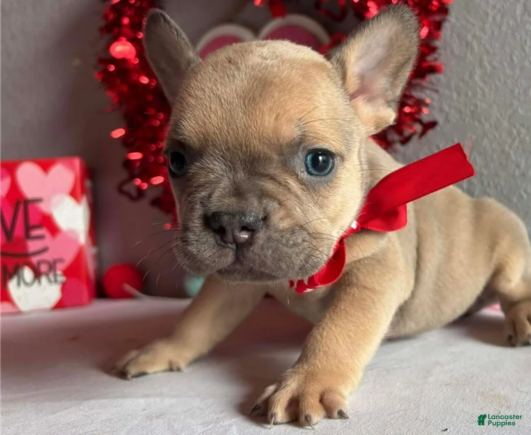 French Bulldog dogs for sale: Shelby - Ad 1