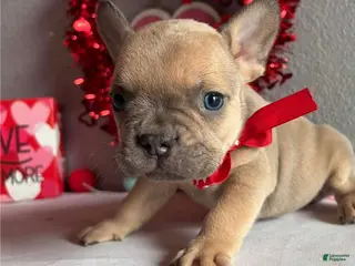 French Bulldog dogs Shelby - Ad 29