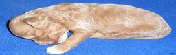 Cockapoo dogs for sale: Charlie - Ad 6