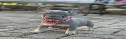 French Bulldog dogs for sale: Tasha Video Ad - Ad 6