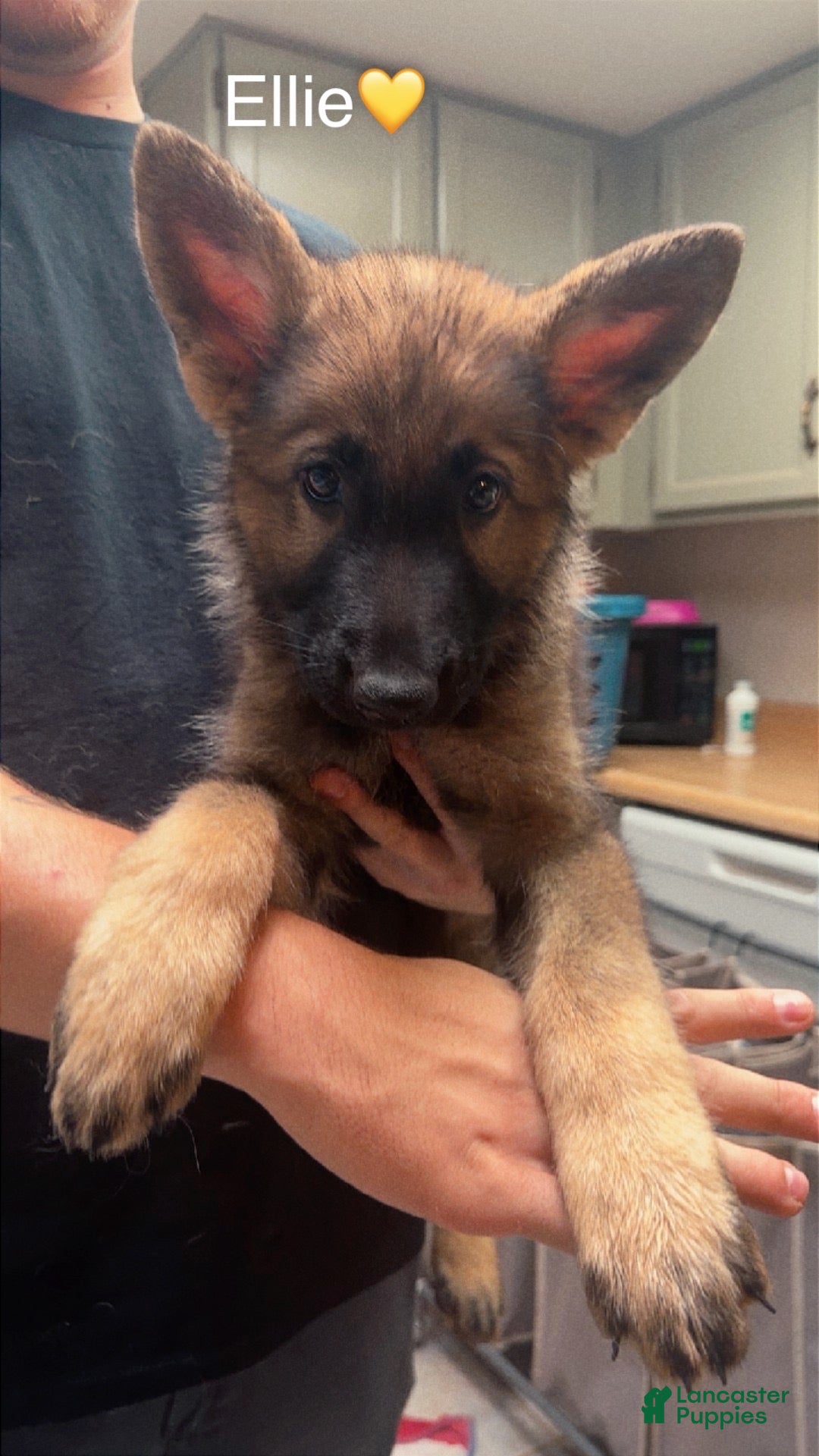 German Shepherd dogs Ellie - Ad 7