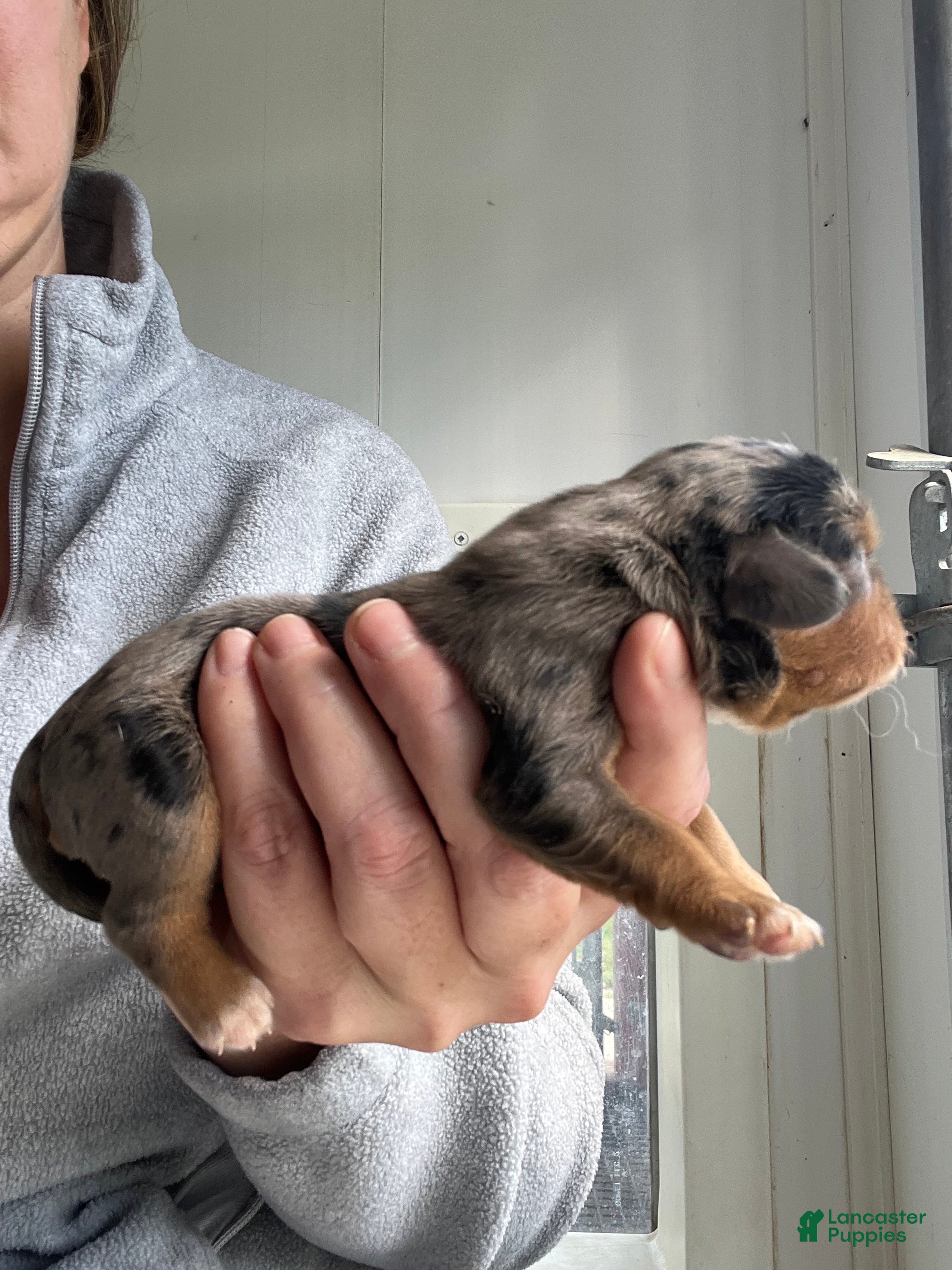 Cavalier King Charles Spaniel dogs Theo - Ad 2