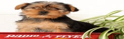 Yorkshire Terrier dogs for sale: Bella - Ad 2