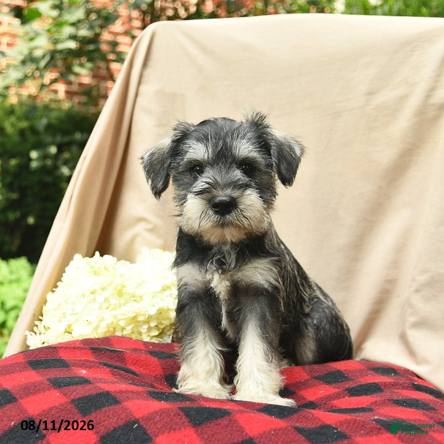 Miniature Schnauzer dogs Libby  - Ad 2