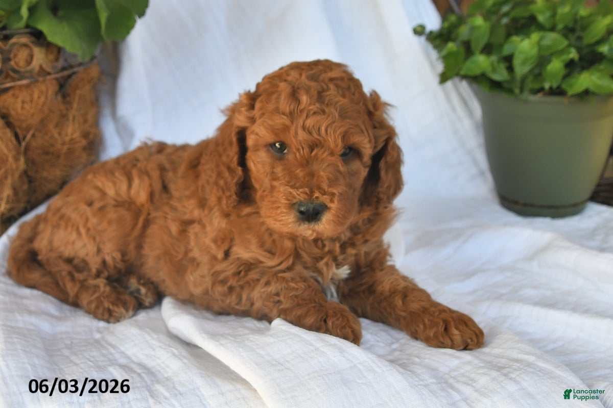 Mini Goldendoodle dogs for sale: Maxwell - Ad 4