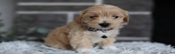 Maltipoo dogs for sale: Milo - Ad 7