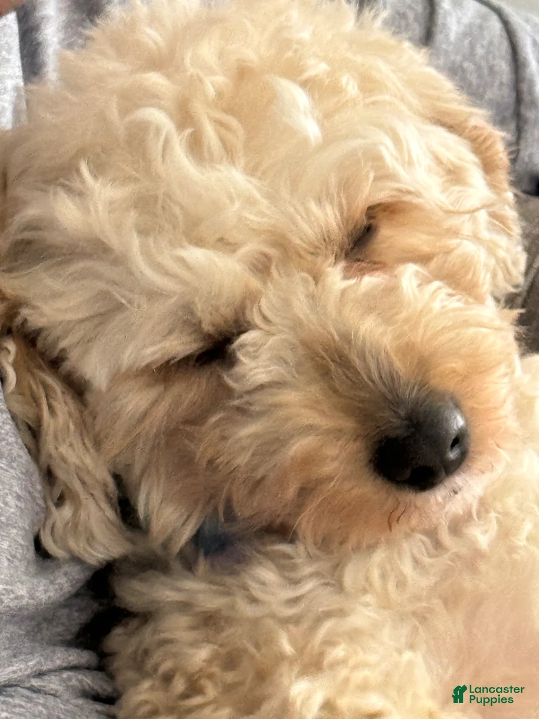 Mini Goldendoodle dogs for sale: Mini Goldendoodle Puppy 2 - Ad 2