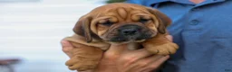 Beabull dogs for sale: Axel 💙🐾 - Ad 2