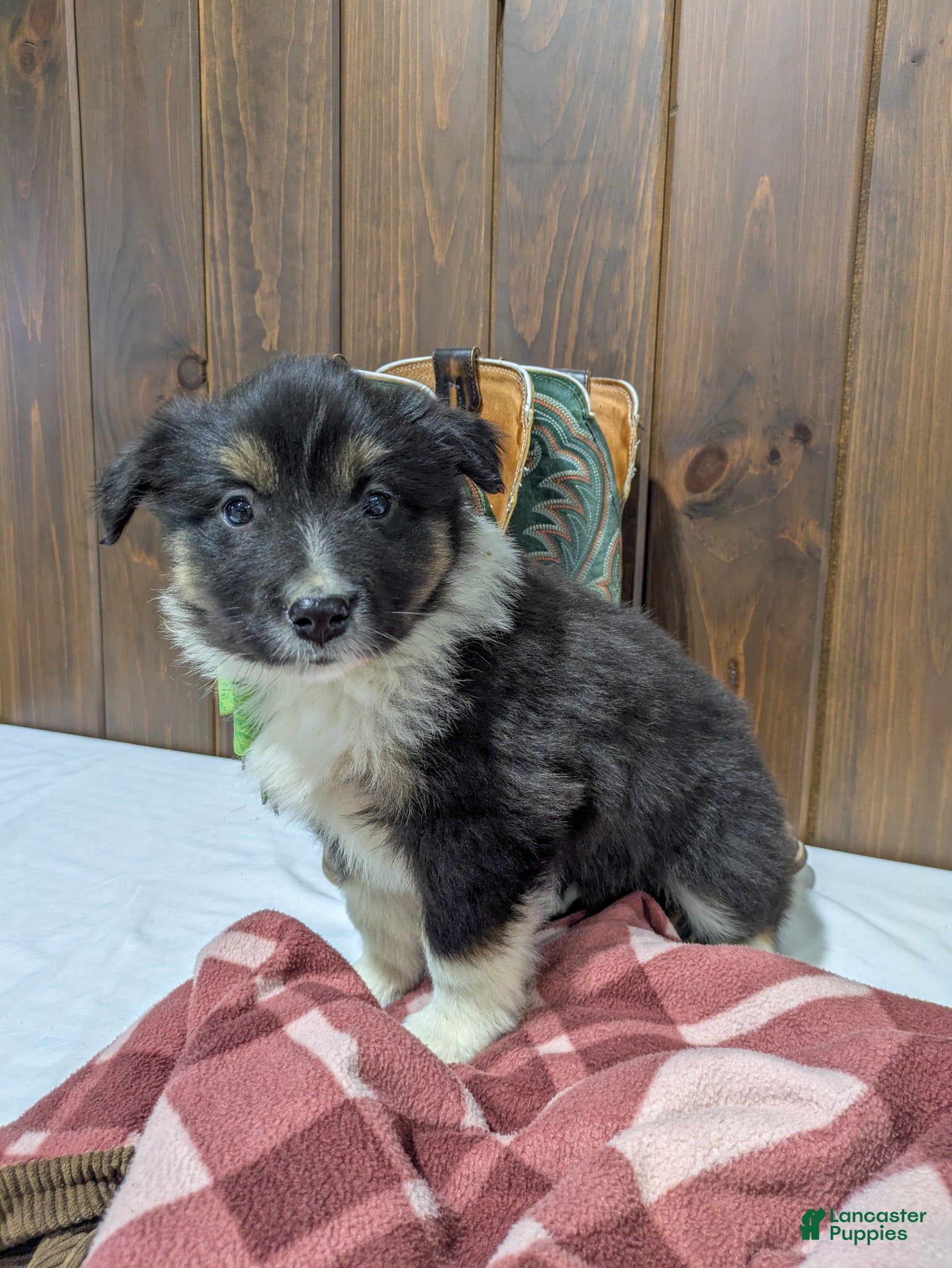 Mixed Breed dogs Lark - Ad 1