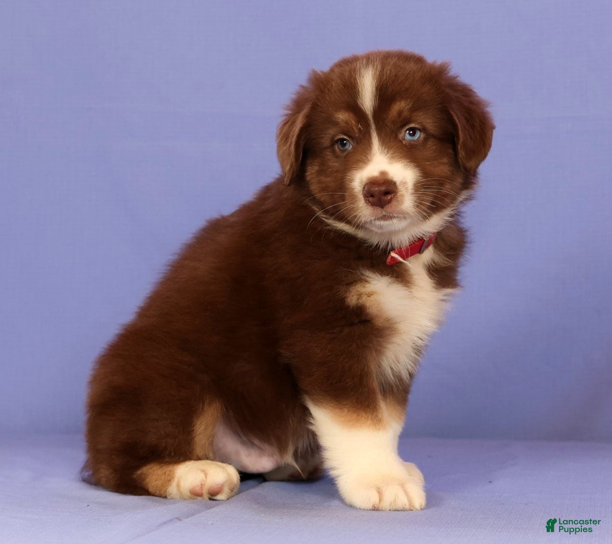 Miniature Australian Shepherd dogs Mike - Ad 2