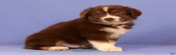 Miniature Australian Shepherd dogs for sale: Mike - Ad 2
