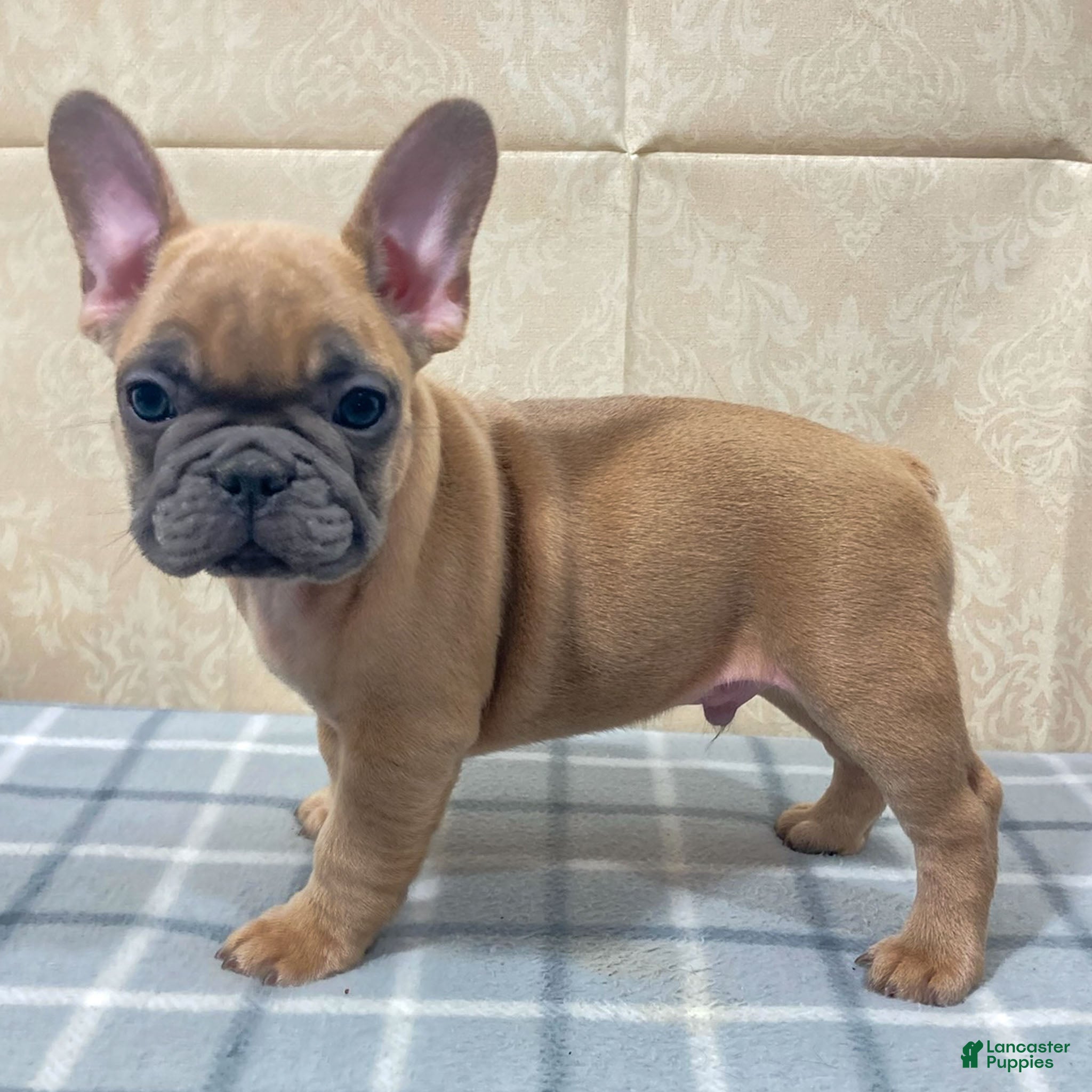 French Bulldog dogs Ridoc French Bulldog Puppy  - Ad 2