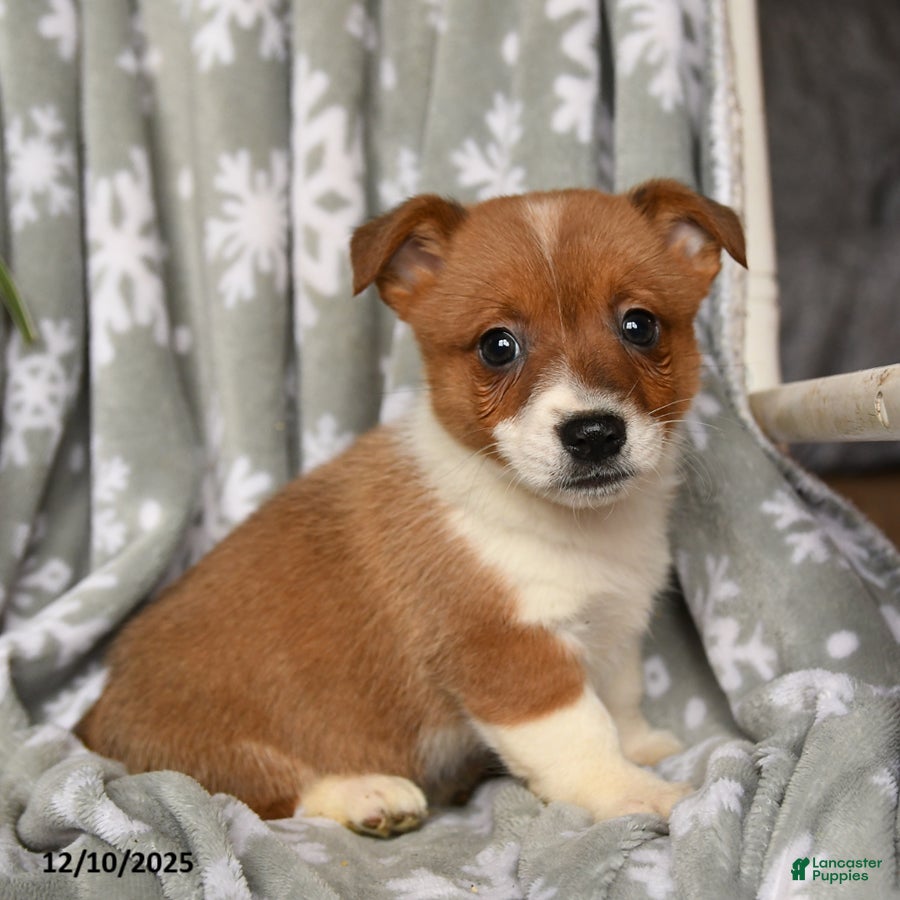 Welsh Corgi Pembroke dogs Crispy - Ad 5