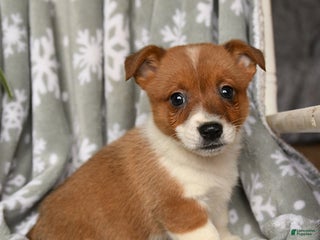 Welsh Corgi Pembroke dogs Crispy - Ad 5