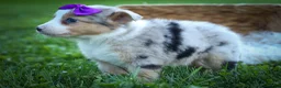 Mixed Breed dogs for sale: Gloria🩷  - Ad 19