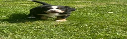 Bernese Mountain Dog dogs for sale: Berner bunch - Ad 5