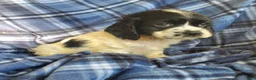 Cocker Spaniel dogs for sale: Frankie - Ad 3