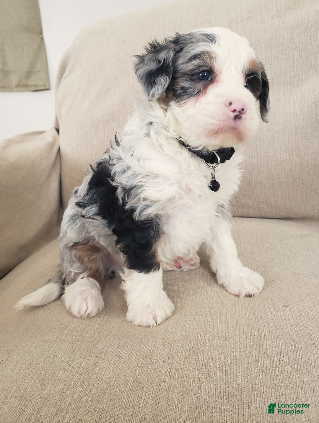 Mini Bernedoodle dogs for sale: Ace - Ad 5