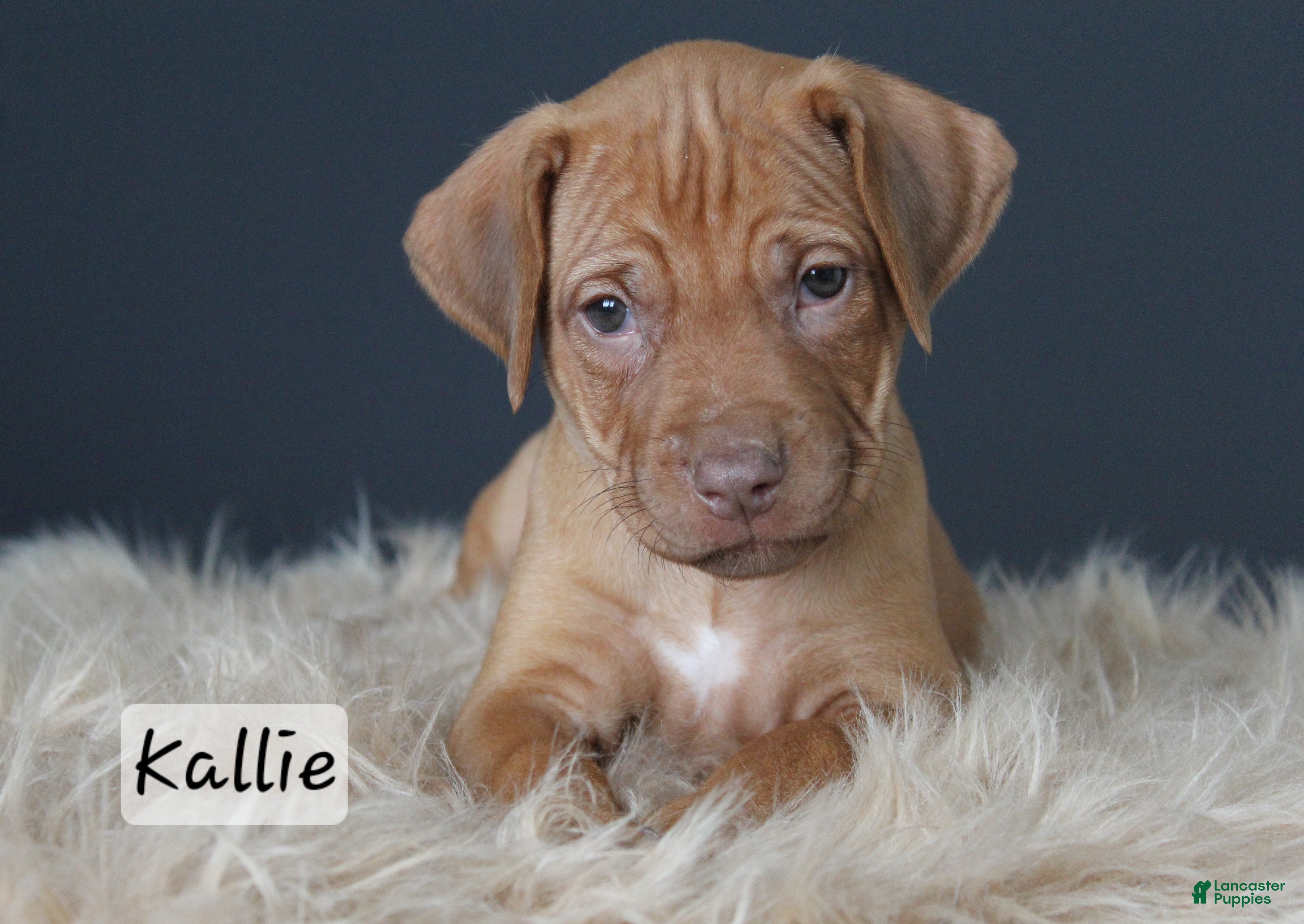 Rhodesian Ridgeback dogs Kallie - Ad 1