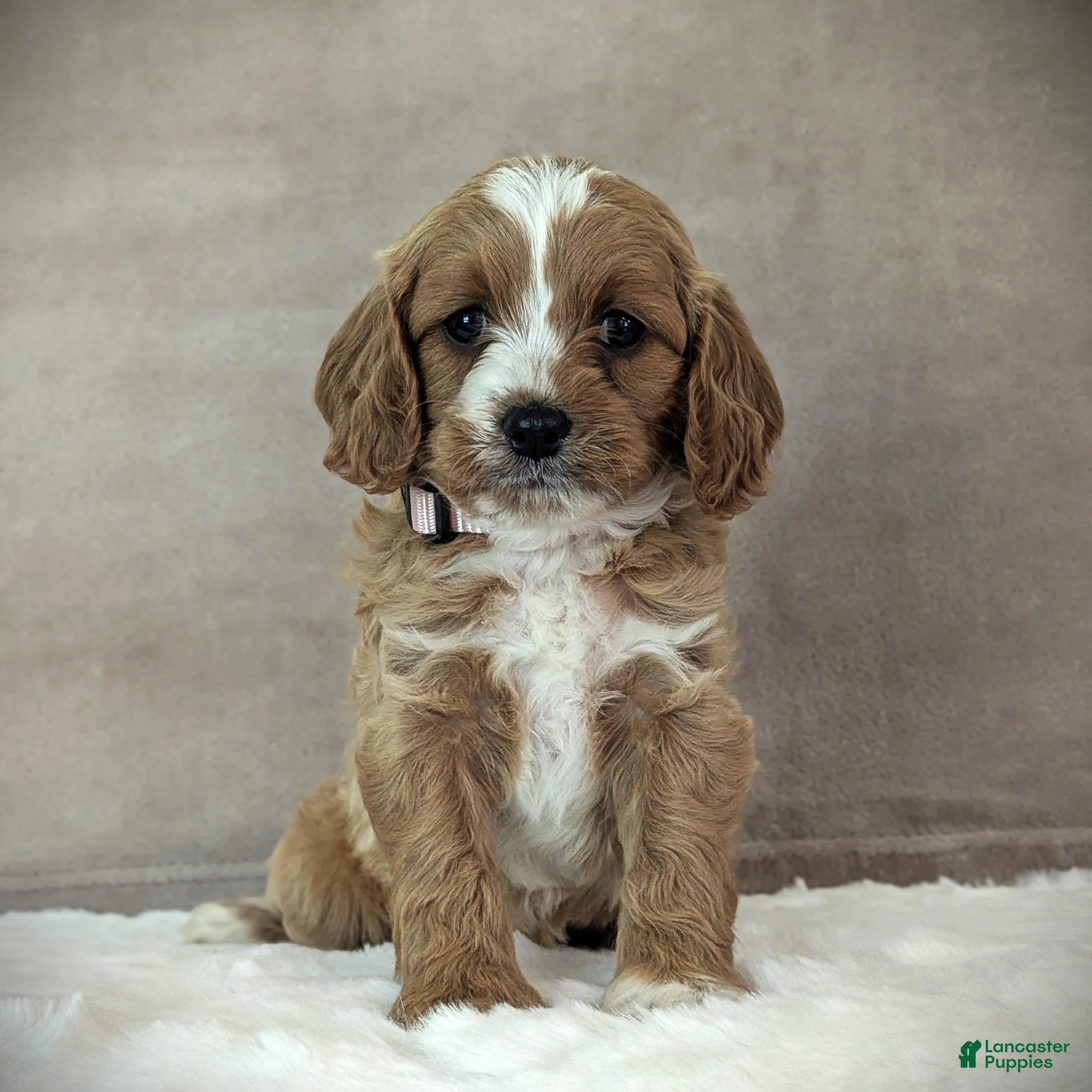Cavapoo dogs Lily - Ad 2