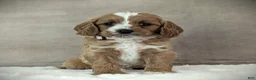 Cavapoo dogs for sale: Lily - Ad 2